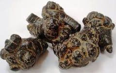 Pseudo Ginseng Raw (Tienchi) Premium grade 100  capsules