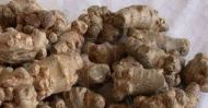 Pseudo Ginseng (Tienchi) medium Whole Root 1 lb